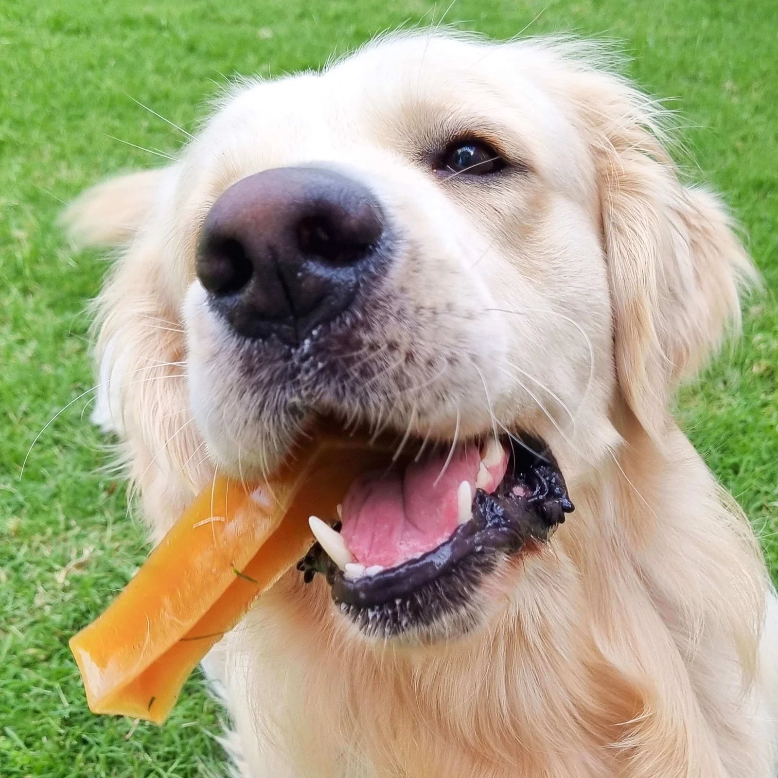 BoneMarrowChewsHealthyTreatsfromRoverPetProducts-LongLasting.webp